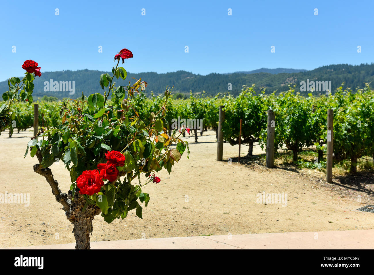 Viñedos del Valle de Napa, Robert Mondavi Winery Foto de stock