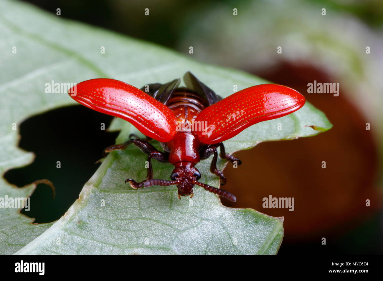 Un aire potato leaf beetle, Lilioceris cheni, cazando un aire hoja de patata. Foto de stock