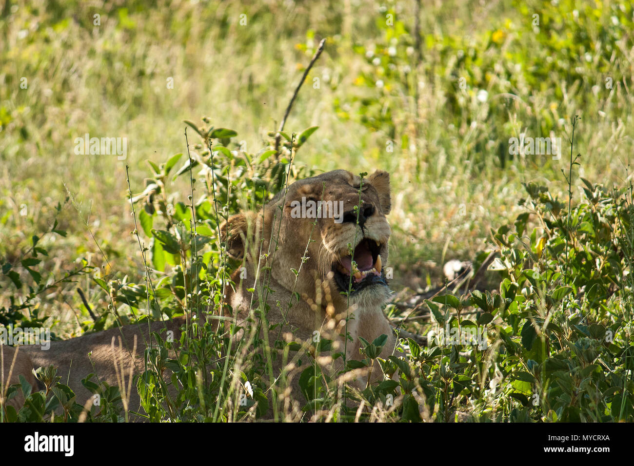 León femenino bostezo en reserva privada cerca del Parque Nacional Kruger, Sudáfrica Foto de stock