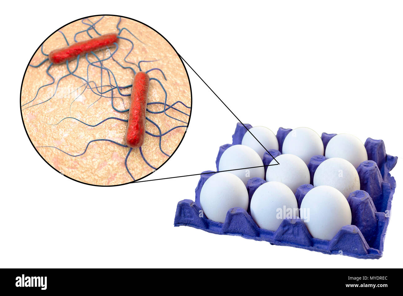 La transmisión de la bacteria Listeria monocytogenes con huevos de gallina, Ilustración conceptual. Foto de stock