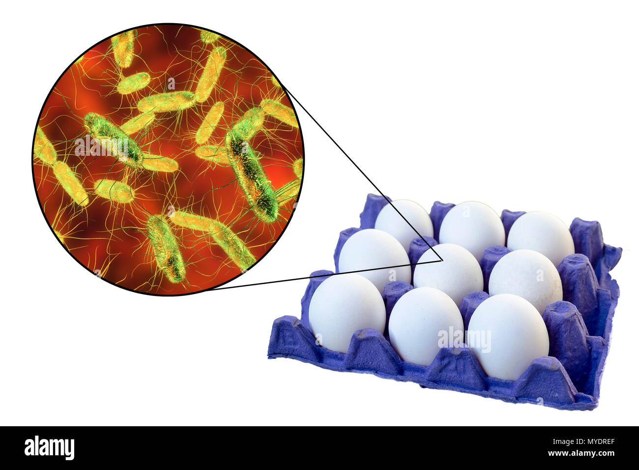 Los huevos de pollo como fuente de salmonelosis, Ilustración conceptual. Foto de stock