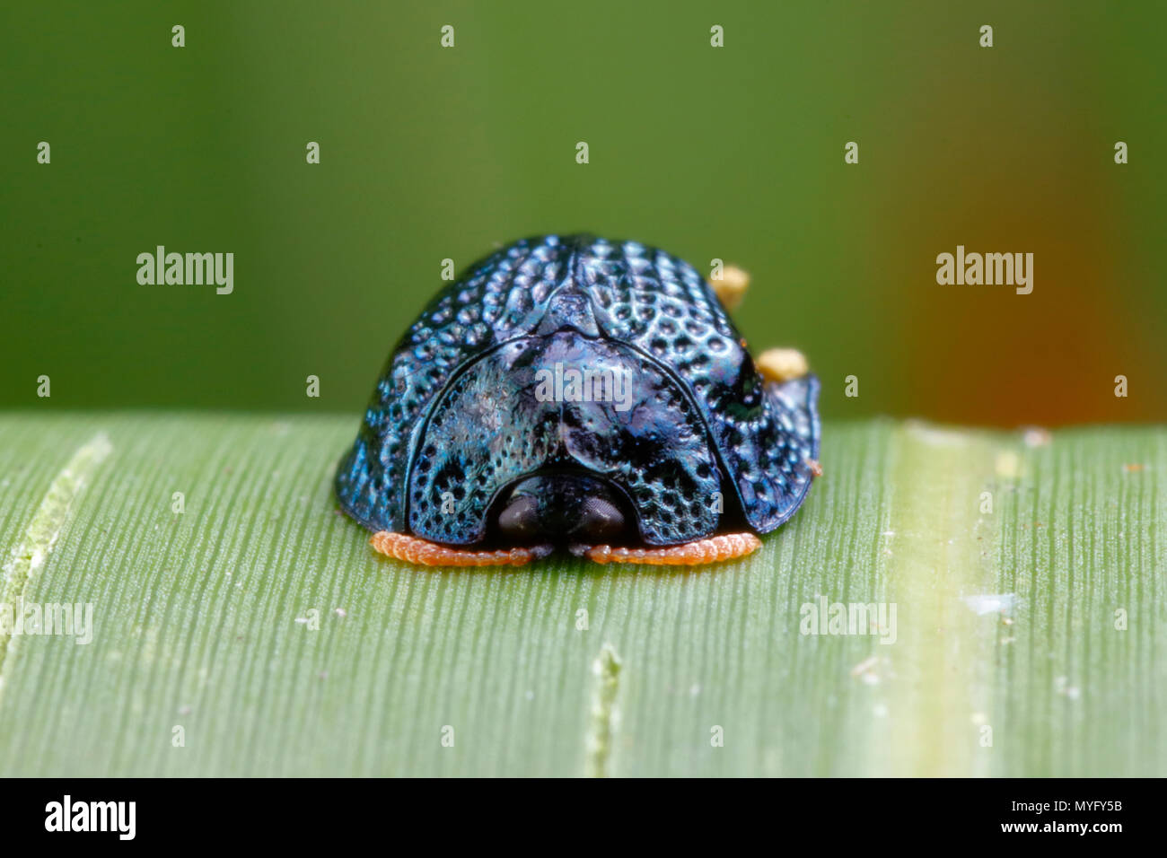 Un escarabajo tortuga palmetto, Hemisphaerota cyanea, descansando sobre una hoja de palmera. Foto de stock