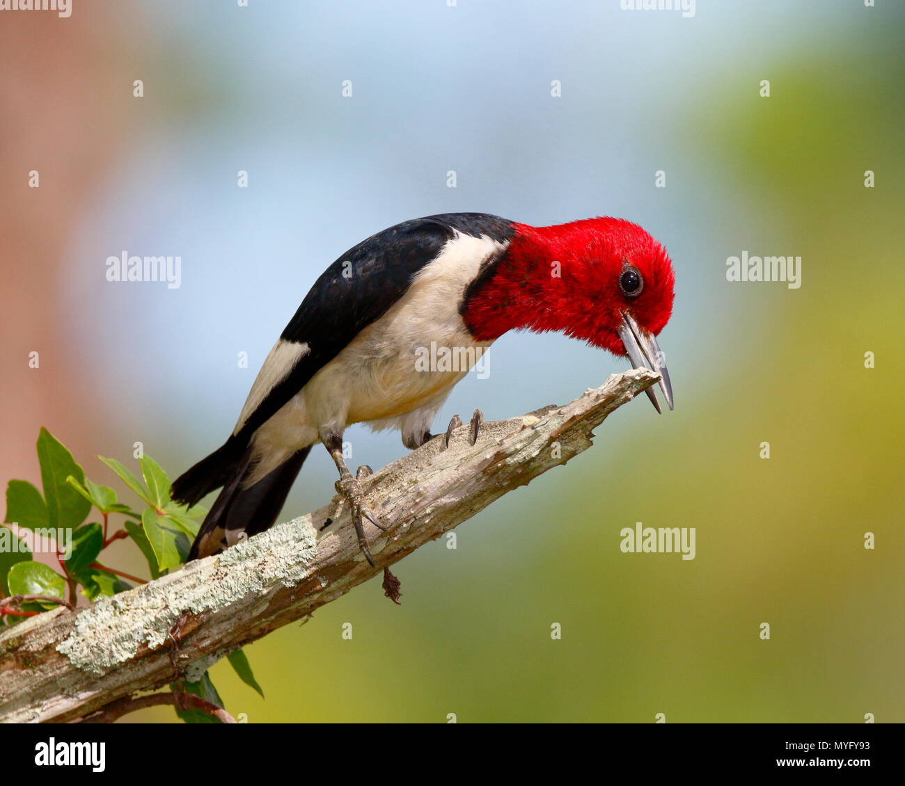 Un pájaro carpintero de cabeza roja, Melanerpes erythrocephalus, afilar su pico en una rama del árbol de pino muerto. Foto de stock