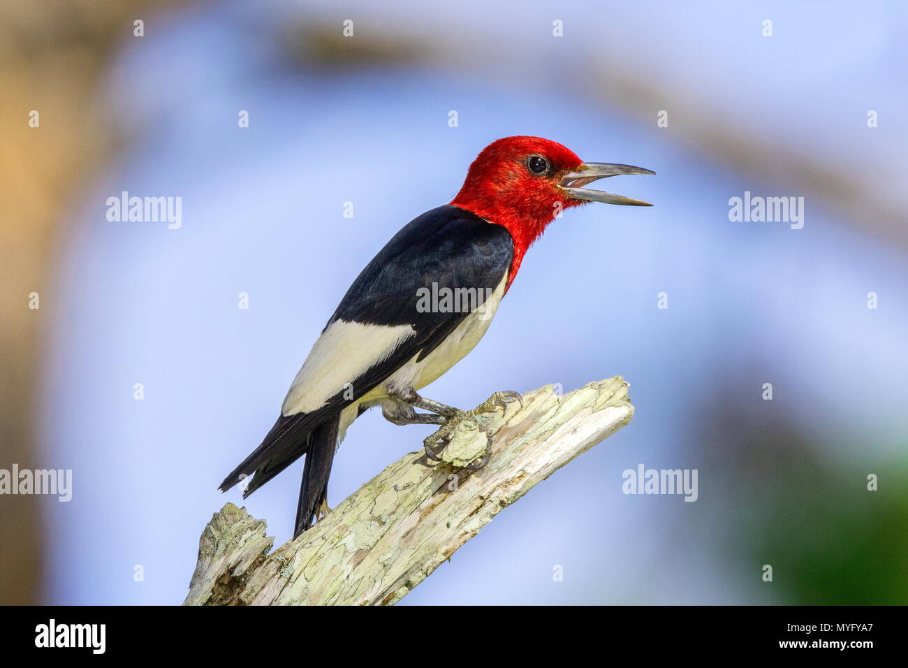 Un pájaro carpintero de cabeza roja, Melanerpes erythrocephalus, posado sobre una rama de árbol de pino muerto. Foto de stock