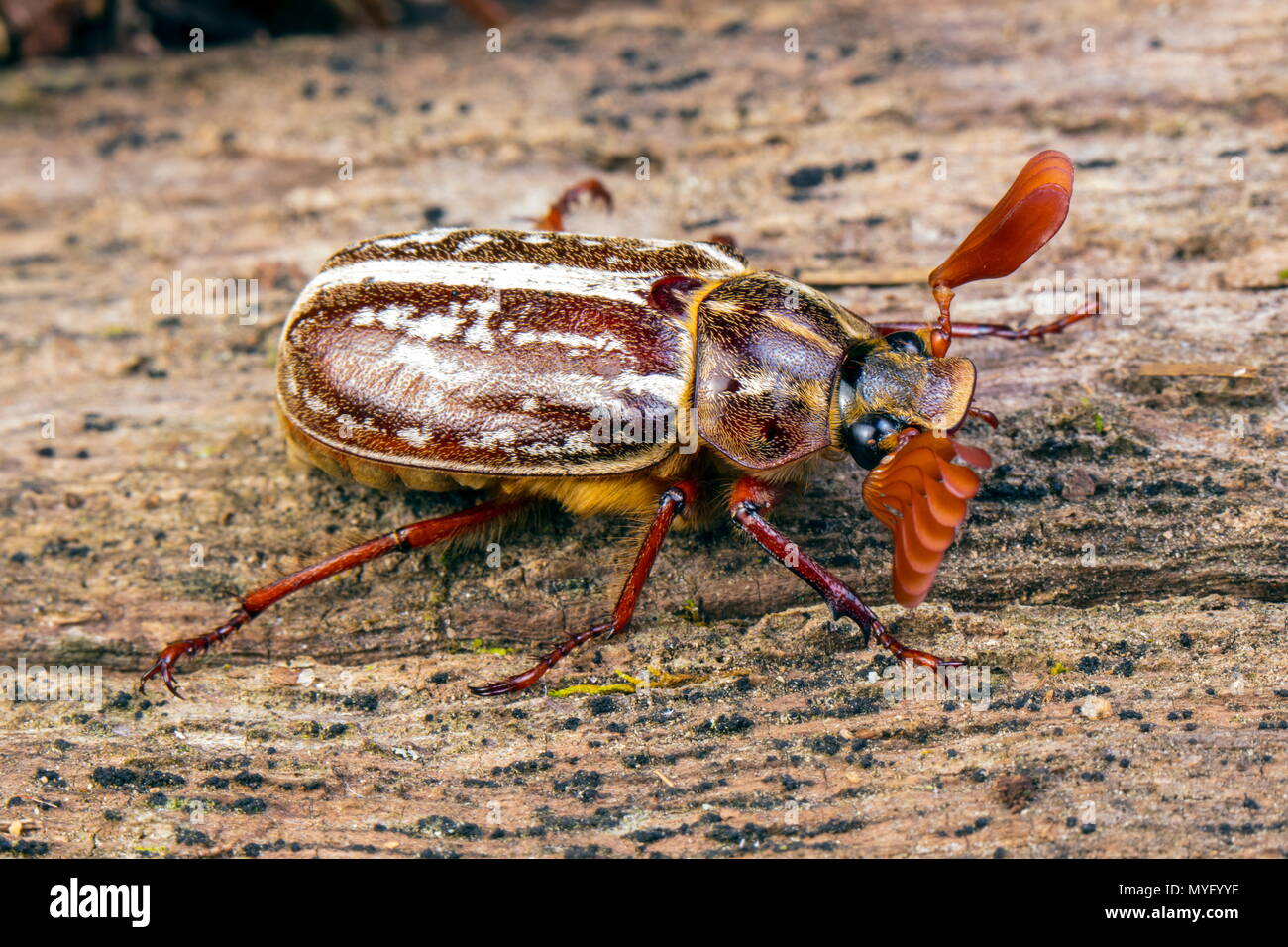 Un macho abigarrado escarabajo de junio,Polyphylla variolosa, en un registro. Foto de stock