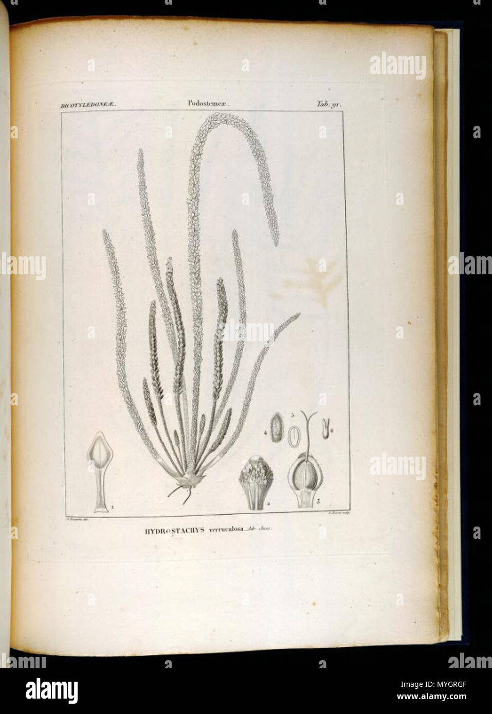 . Ilustración de Hydrostachys verruculosa . Entre 1820 y 1846. Jules Paul Benjamin Delessert (1773-1858) 251 Hydrostachys verruculosa Foto de stock