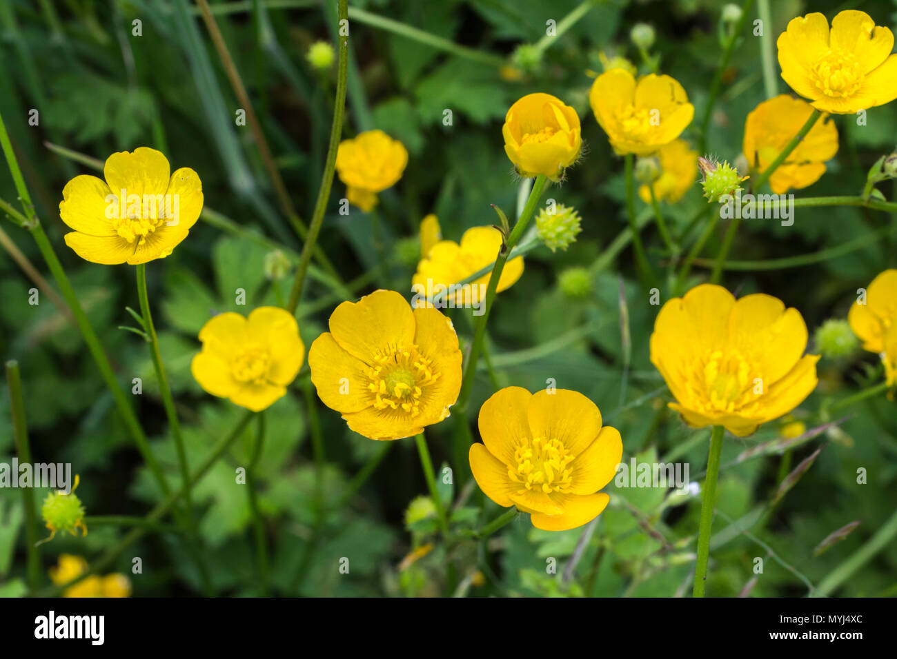 Bouton d'or (Ranunculus repens), jolie mauvaise herbe