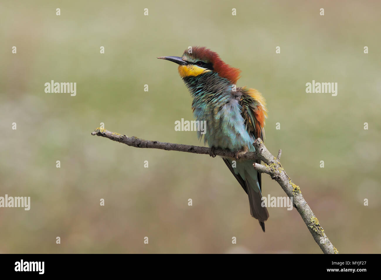 Bee-eater Foto de stock