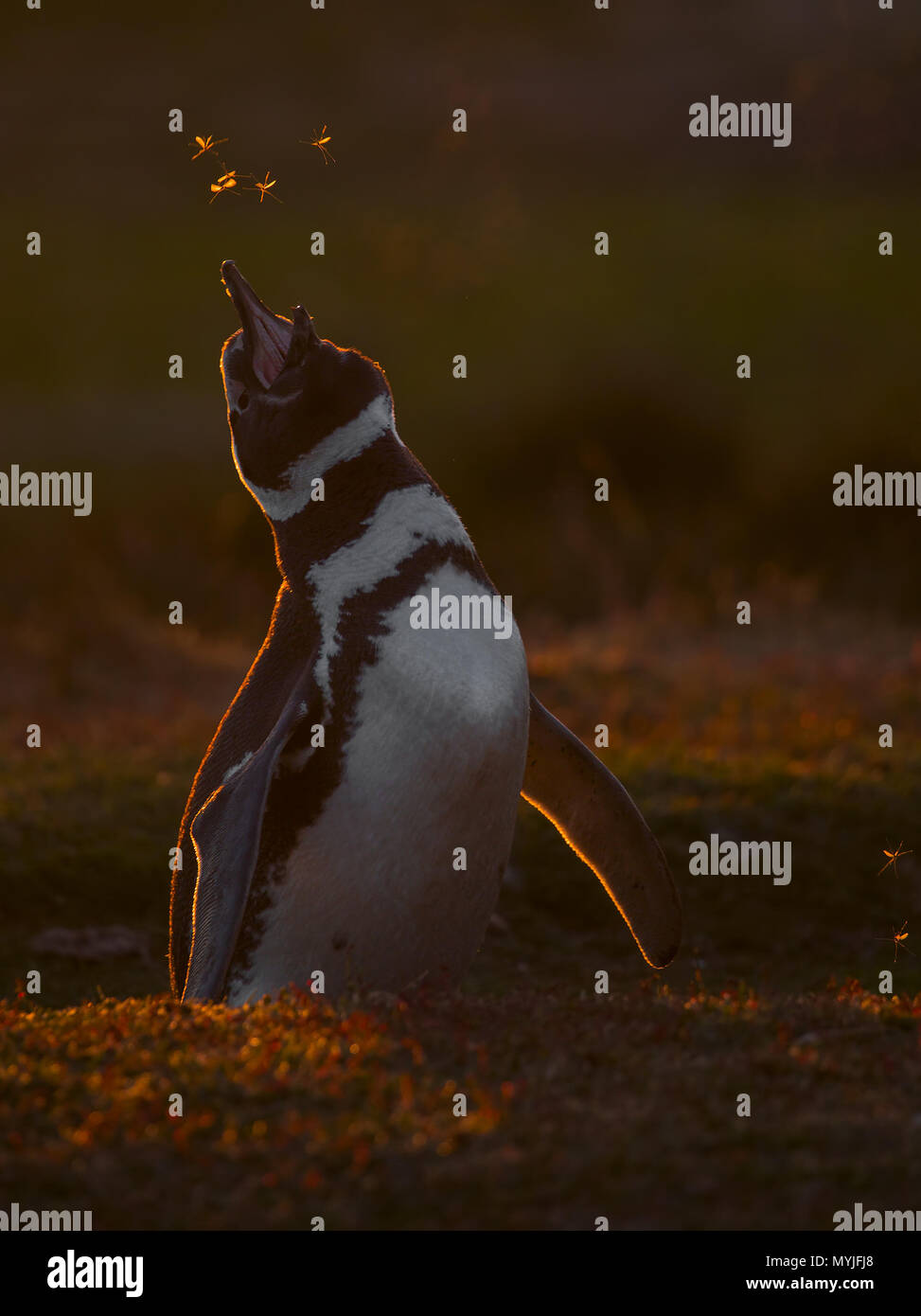 Pingüino de Magallanes Foto de stock