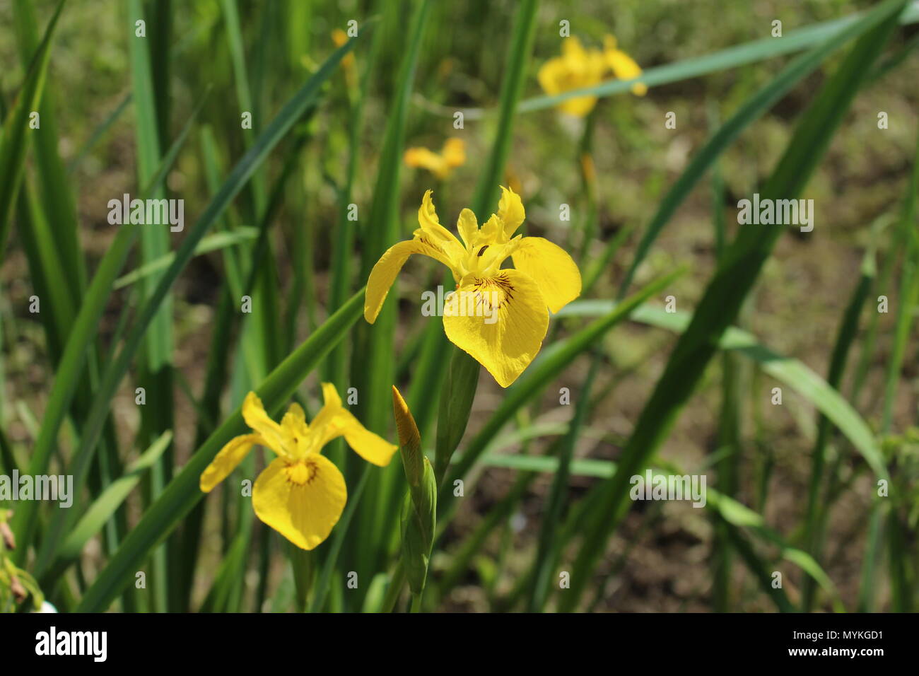 Flor Amarilla de wild iris / falso acorus (Iris pseudacorus Fotografía de stock - Alamy Flor Amarilla de wild iris / falso acorus (Iris pseudacorus Fotografía de stock - Alamy