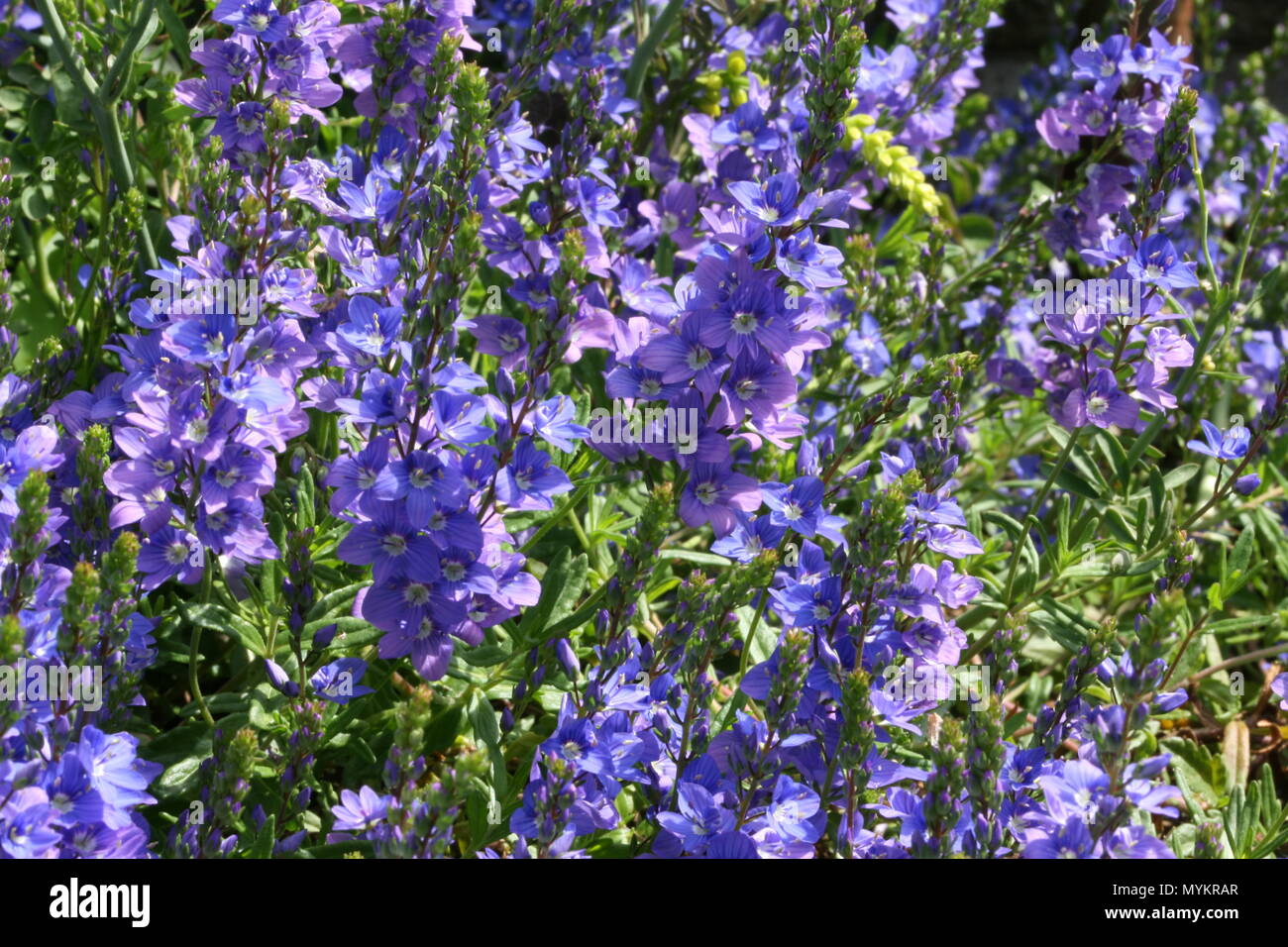 Veronica flores azules Foto de stock