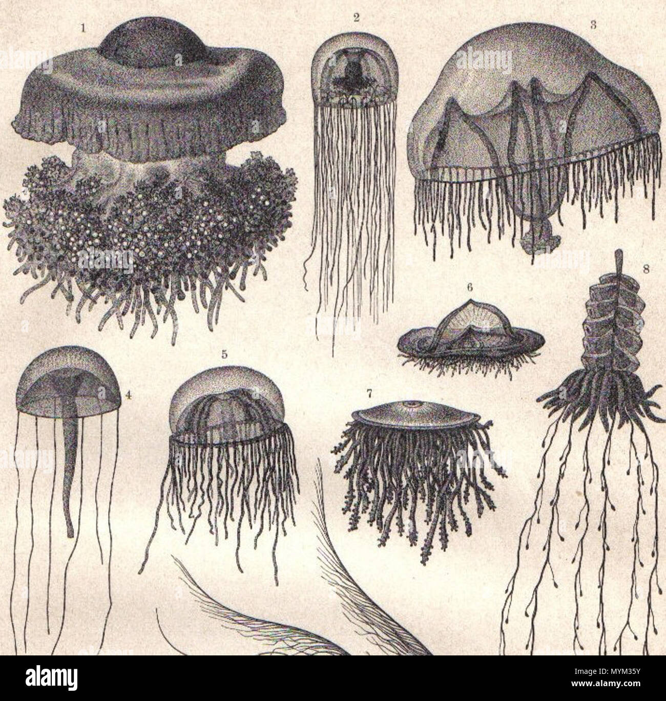 . Inglés: medusozoa; grabado antiguo original impreso en 1897 . 1897. 358 Medusozoa desconocido Foto de stock