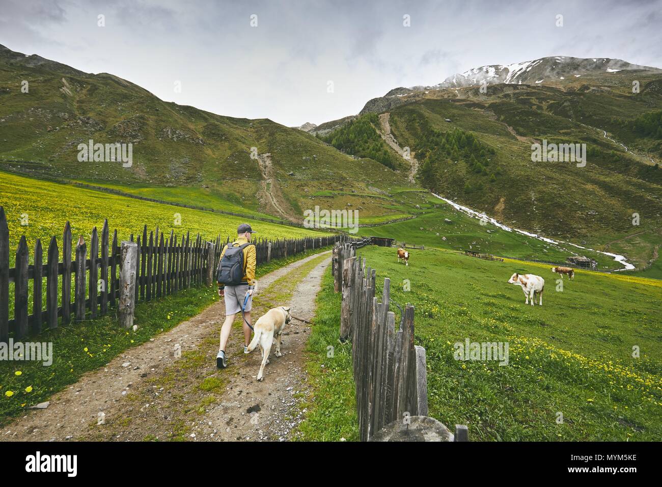 Turista con perro en campo. Joven caminando con el labrador retriever en camino de tierra. El Tirol del Sur, Italia Foto de stock