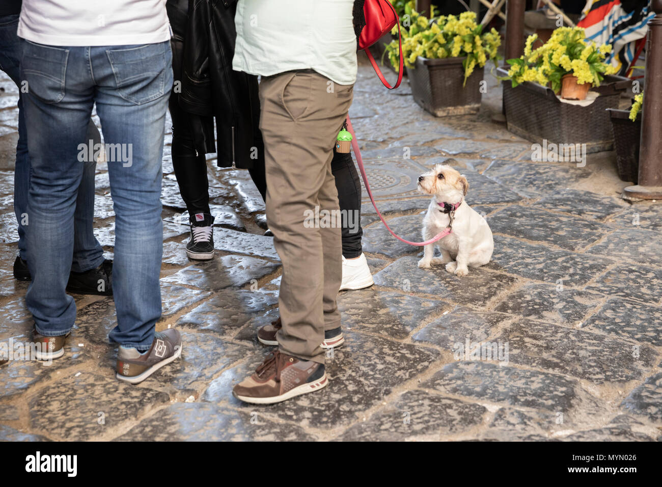 Pequeño perro blanco mirando hacia arriba a los propietarios, Nápoles, Campania, Italia, Europa Foto de stock
