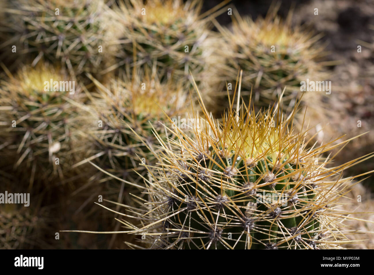 Los cactus y suculentas con colores naturales verde Fotografía de stock -  Alamy