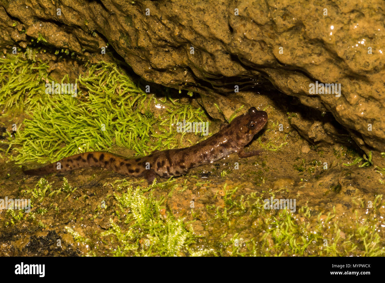 Sello Salamandra (Desmognathus monticola) Foto de stock