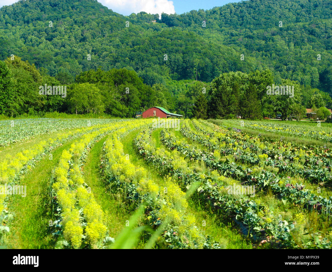 Granero rojo en la granja en el oeste de Carolina del Norte, EE.UU. Foto de stock