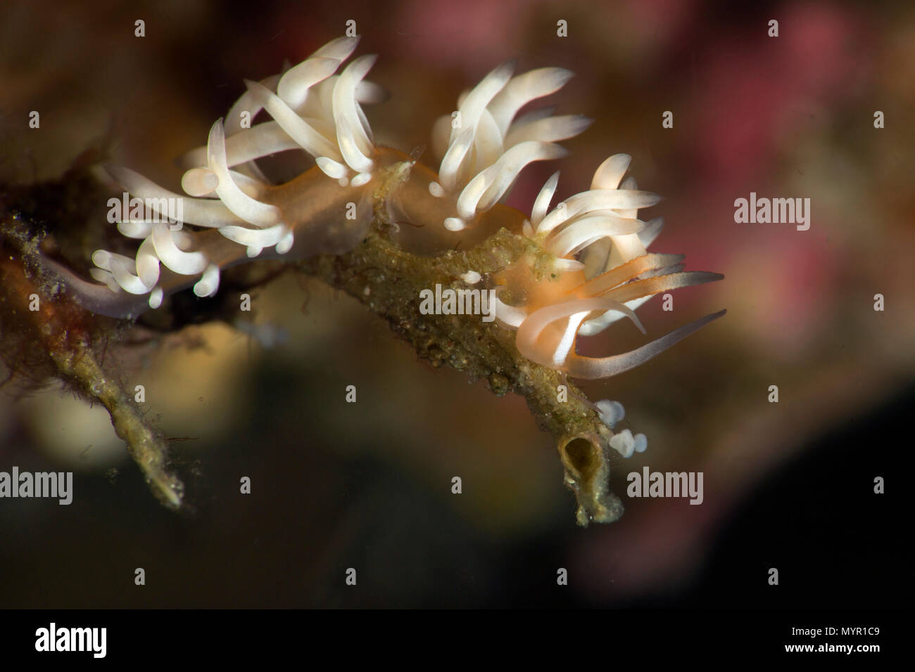 Babosas de Mar, nudibranquios Caloria aeolid sp. en Anilao, Filipinas Foto de stock