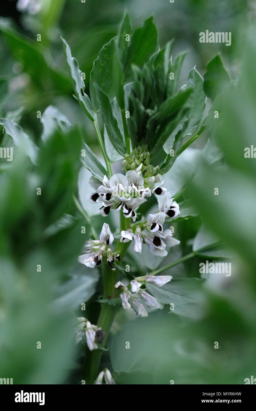 Amplia planta de frijol en flor. Foto de stock