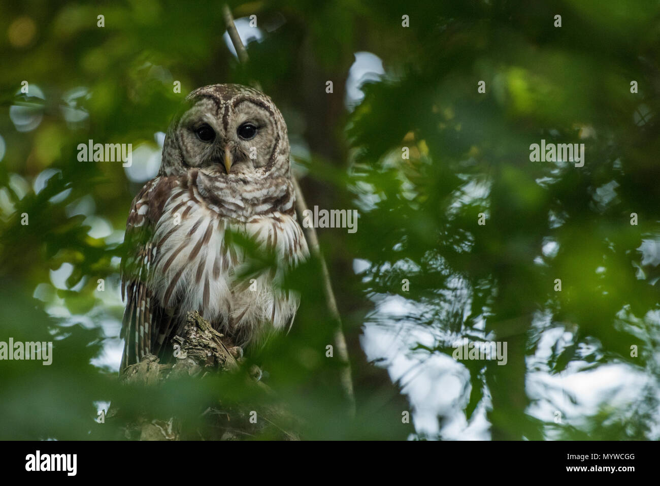 Un búho prohibido (Strix varia) de Carolina del Norte, estos búhos son nocturnos, pero pueden observarse activa durante las horas del crepúsculo. Foto de stock