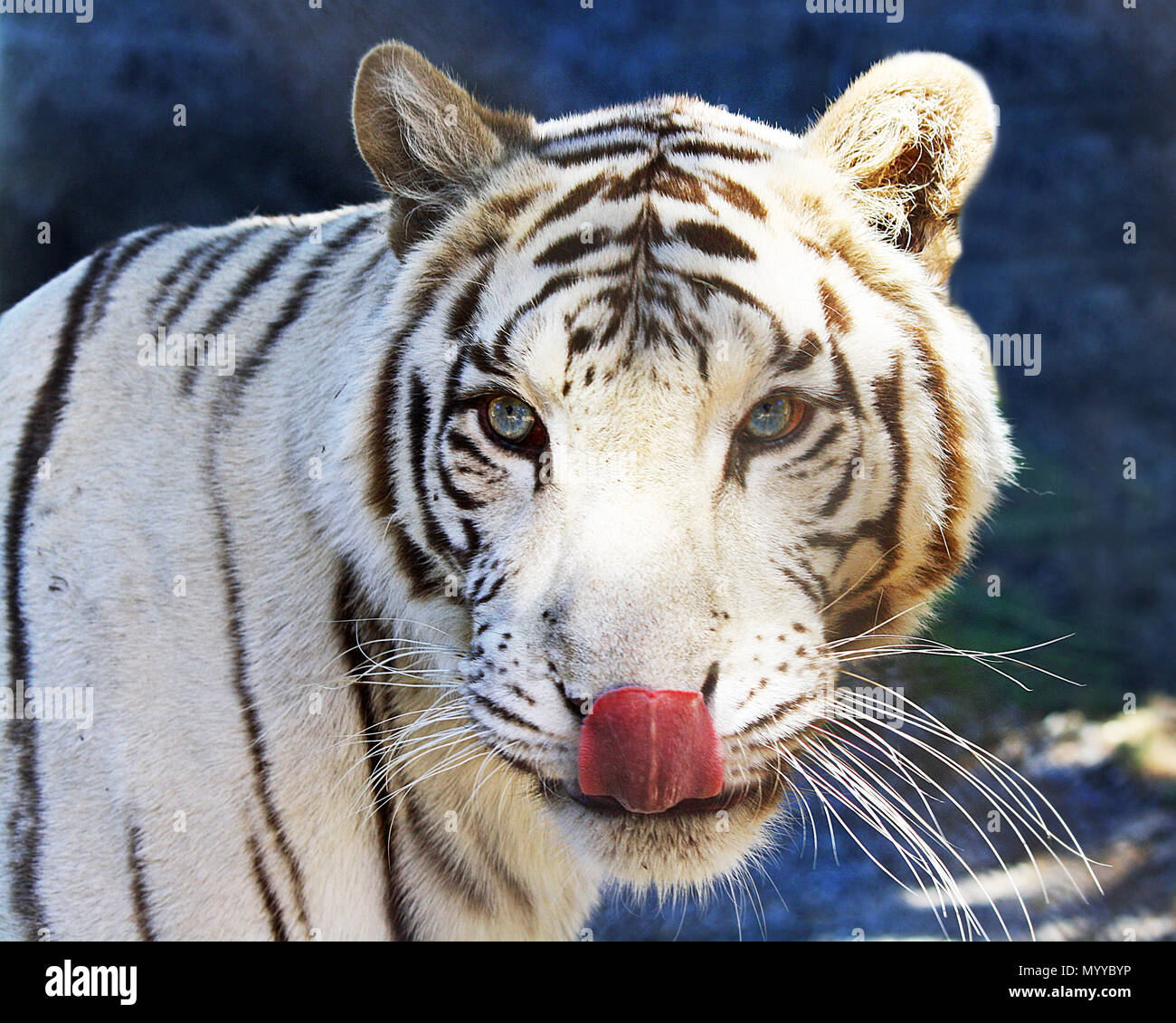 Un bonito detalle de un Tigre Blanco lamiendo sus chuletas. Foto de stock