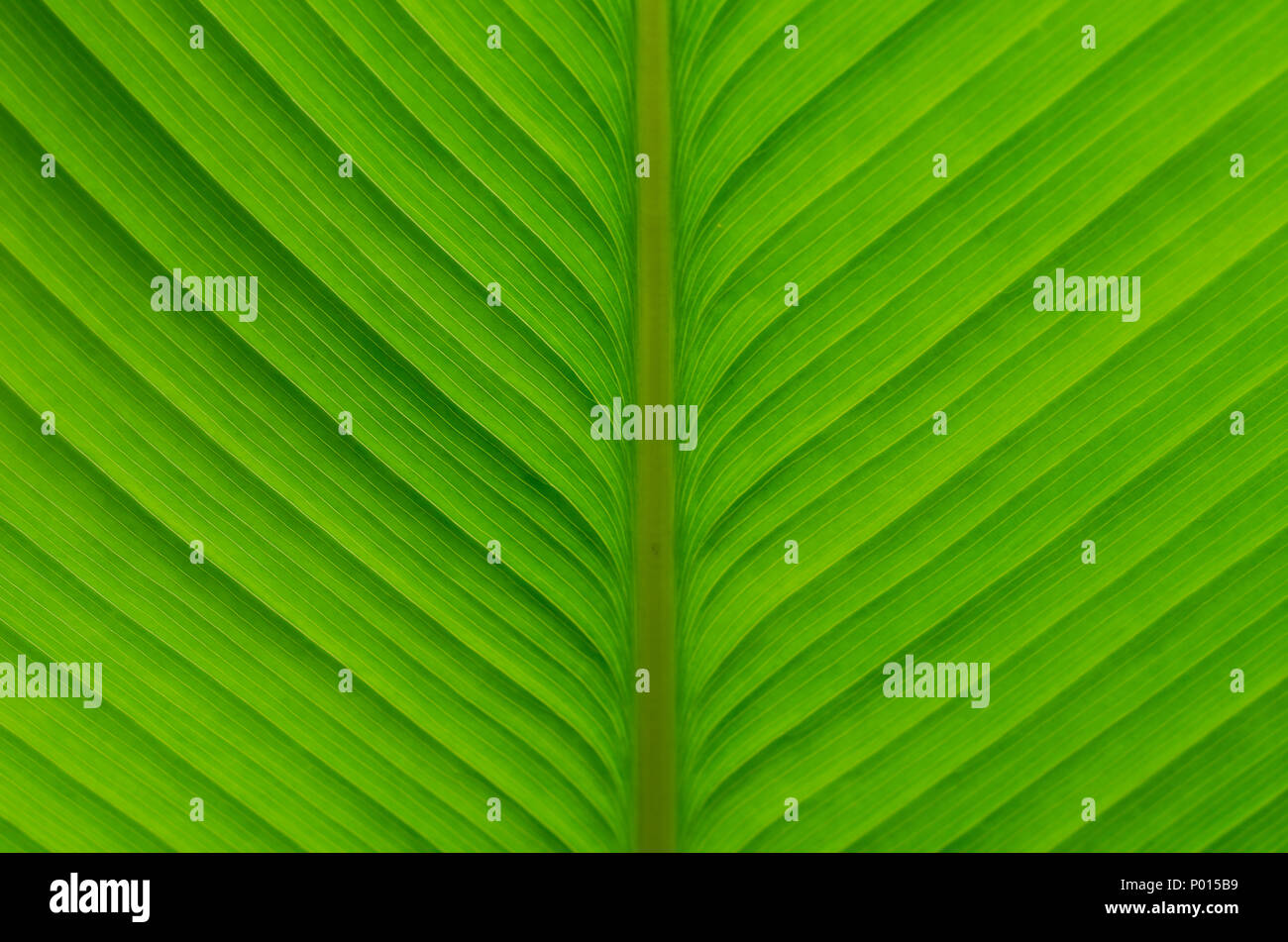 Patrón de hojas verdes Foto de stock