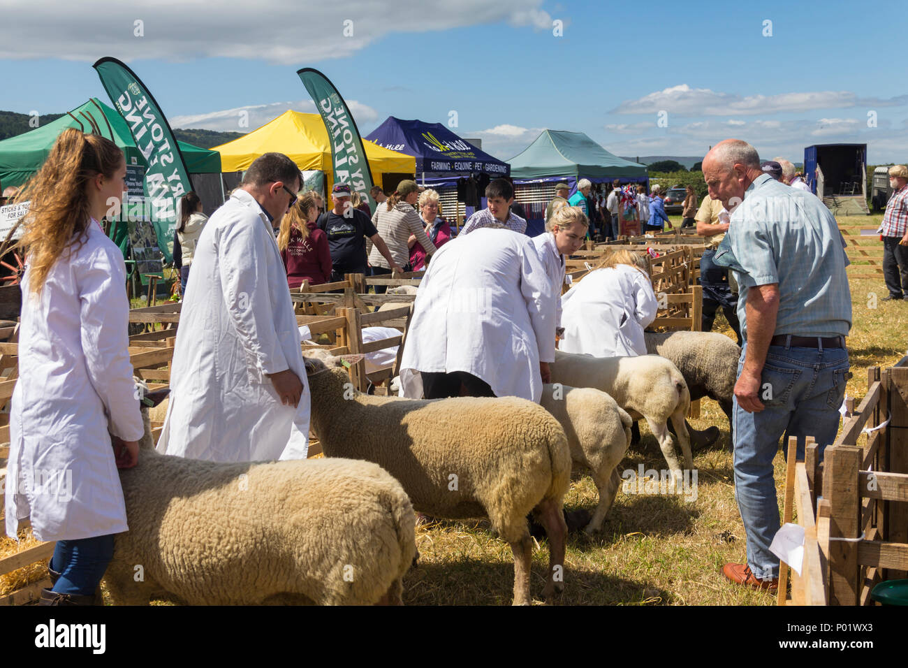 Un espectáculo juez delibera sobre los méritos de ovejas entró en una de las clases en el show Show Arthington, West Yorkshire en 2017. Foto de stock