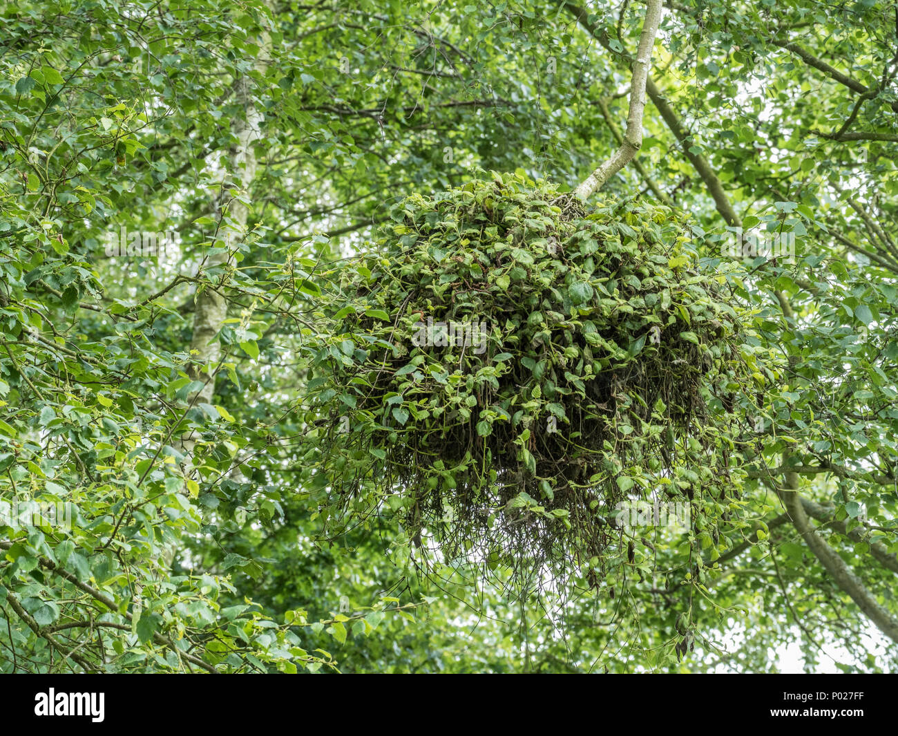 Una gran escoba de bruja crece en un árbol de abedul plateado Foto de stock