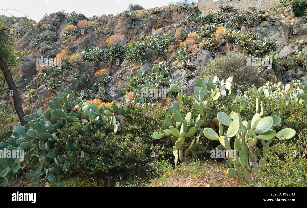 Campo de cactus Opuntia Foto de stock