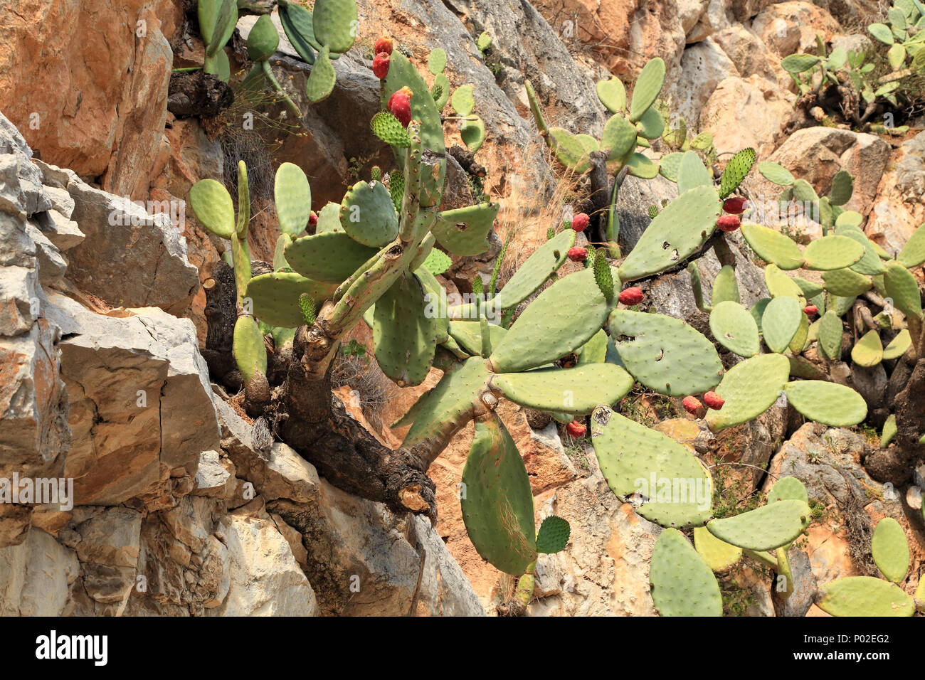 Opuntia ficus-indica (higo) con frutos de cactus Foto de stock