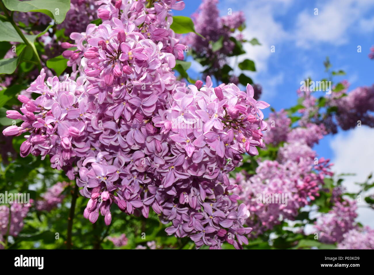 Ramos de flores de color lila y azul cielo. Hermosa fotografía de temporada  Fotografía de stock - Alamy