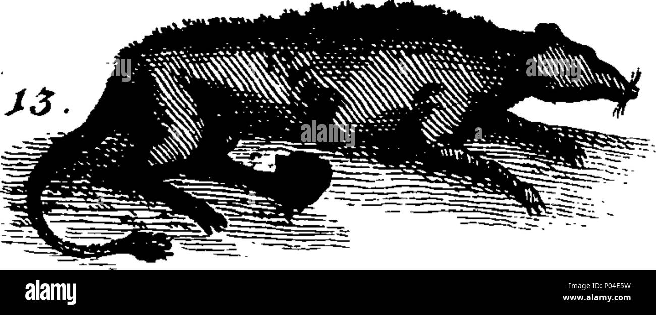 . Inglés: Fleuron de libro: una descripción de tres cientos de animales, a saber, animales, aves, peces, serpientes e insectos. Con una cuenta en particular de su forma de captura de ballenas de Groenlandia. Extraído de los mejores autores, y adaptada para el uso de todas las capacidades. Ilustrado con láminas de cobre, es curiosamente engraven whereon cada bestia, aves, peces, insectos, serpiente y describ'd en todo el libro. 87 Una descripción de tres cientos de animales, viz Fleuron T120743-17 Foto de stock