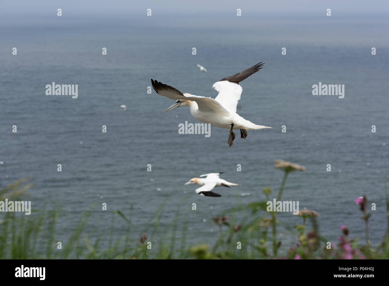 Alcatraces en Bempton Cliffs - Junio de 2018 Foto de stock