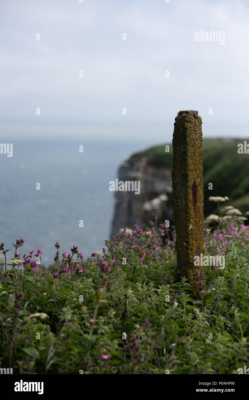 Acantilados Bempton en junio de 2018 Foto de stock