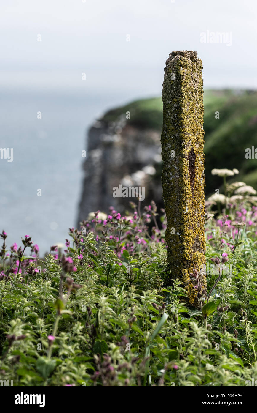 Acantilados Bempton en junio de 2018 Foto de stock