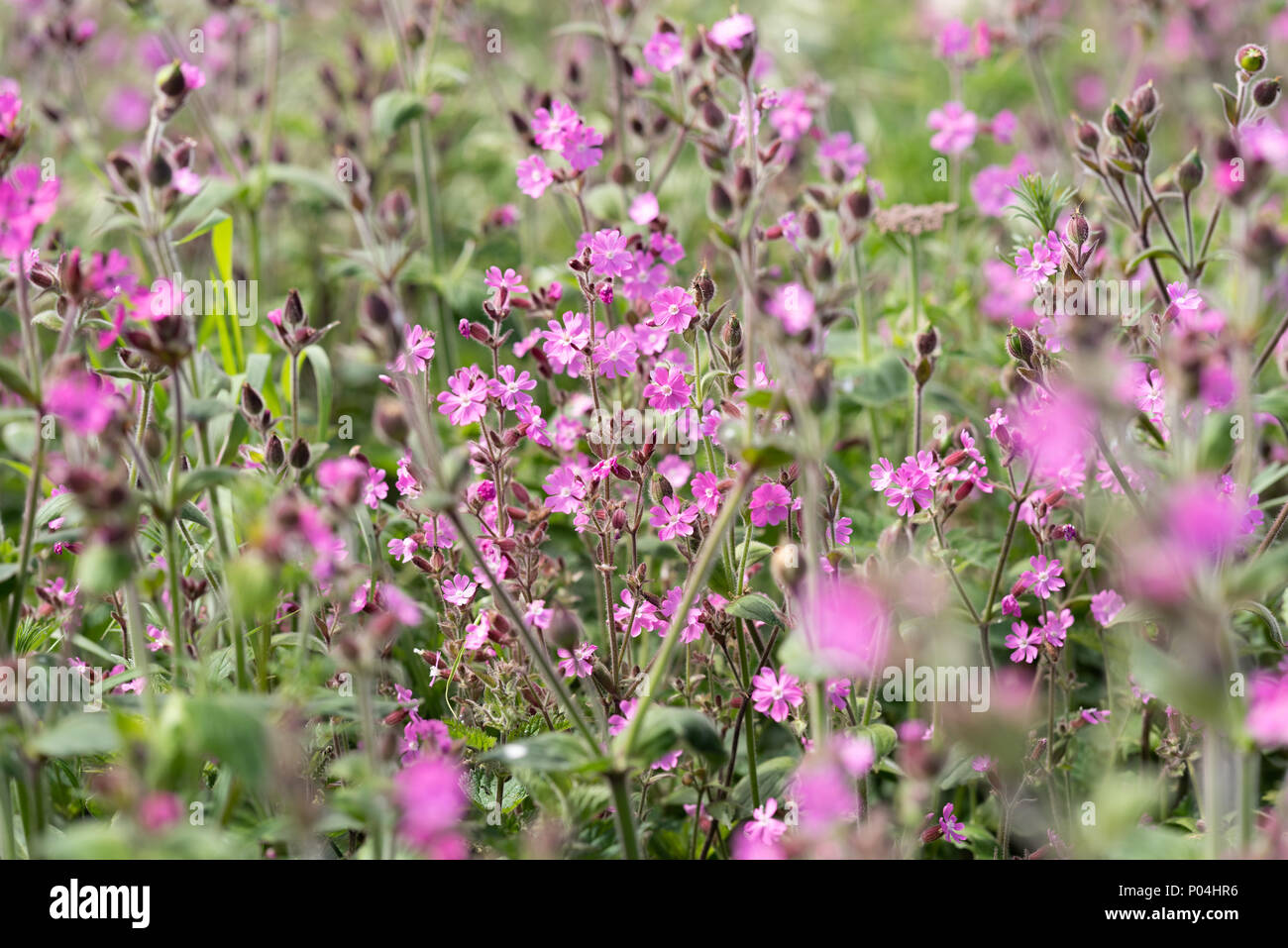 Rojo Campion en acantilados Bempton Foto de stock