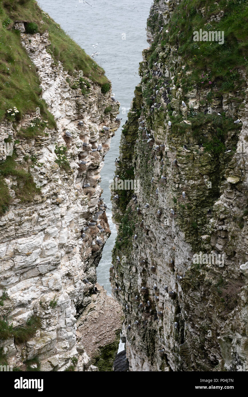 Las aves marinas anidan en acantilados Bempton en junio de 2018 Foto de stock