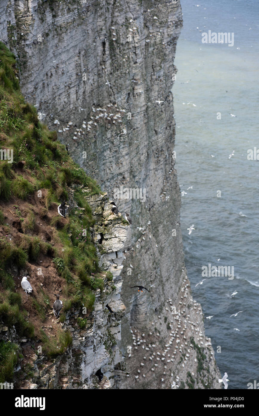 Las aves marinas anidan en acantilados Bempton en junio de 2018 Foto de stock