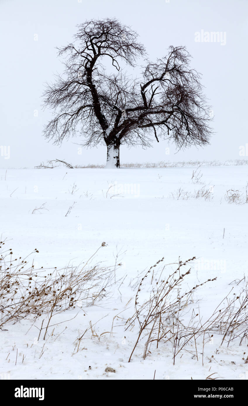 El Estado de Nueva York, EE.UU., Invierno, 2017: un árbol de centinela se destaca durante una tormenta de nieve en la zona rural del condado de Montgomery, Mohawk Valley, Nueva York. Foto de stock