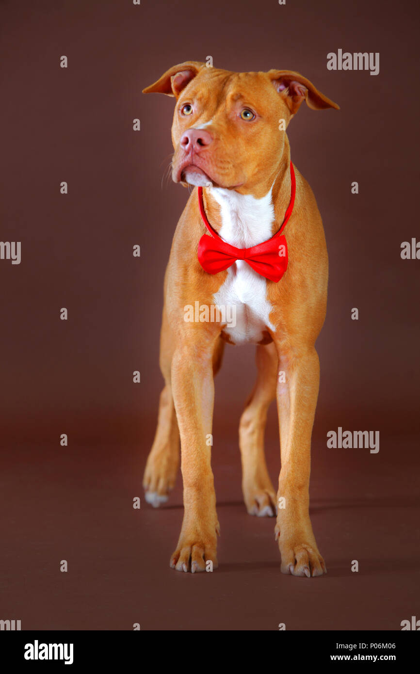 Pitbull Marron Fotos E Imagenes De Stock Alamy