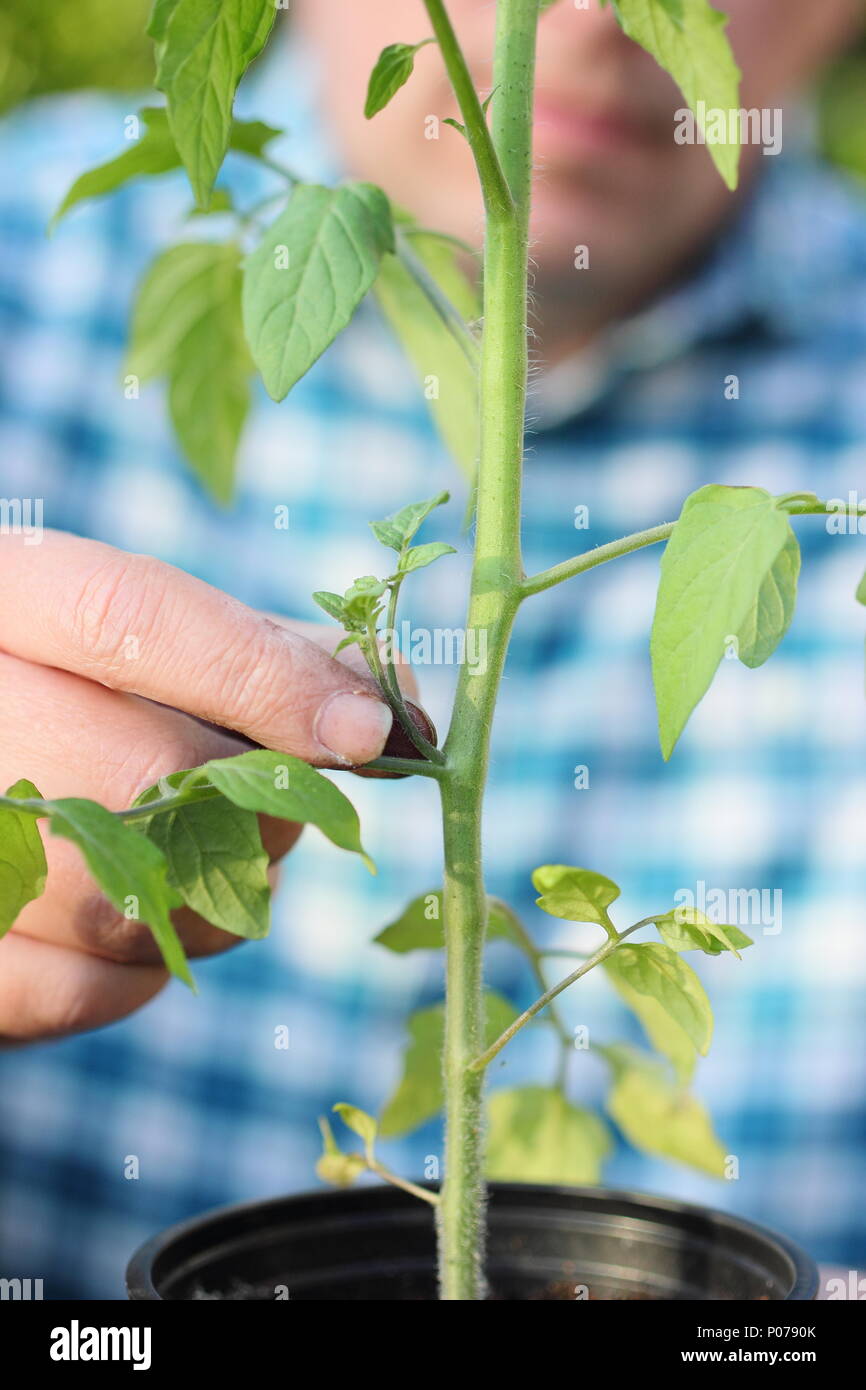 Solanum lycopersicum. Pinzando los brotes laterales de la planta de tomate 'Alicante' a principios de verano, REINO UNIDO Foto de stock