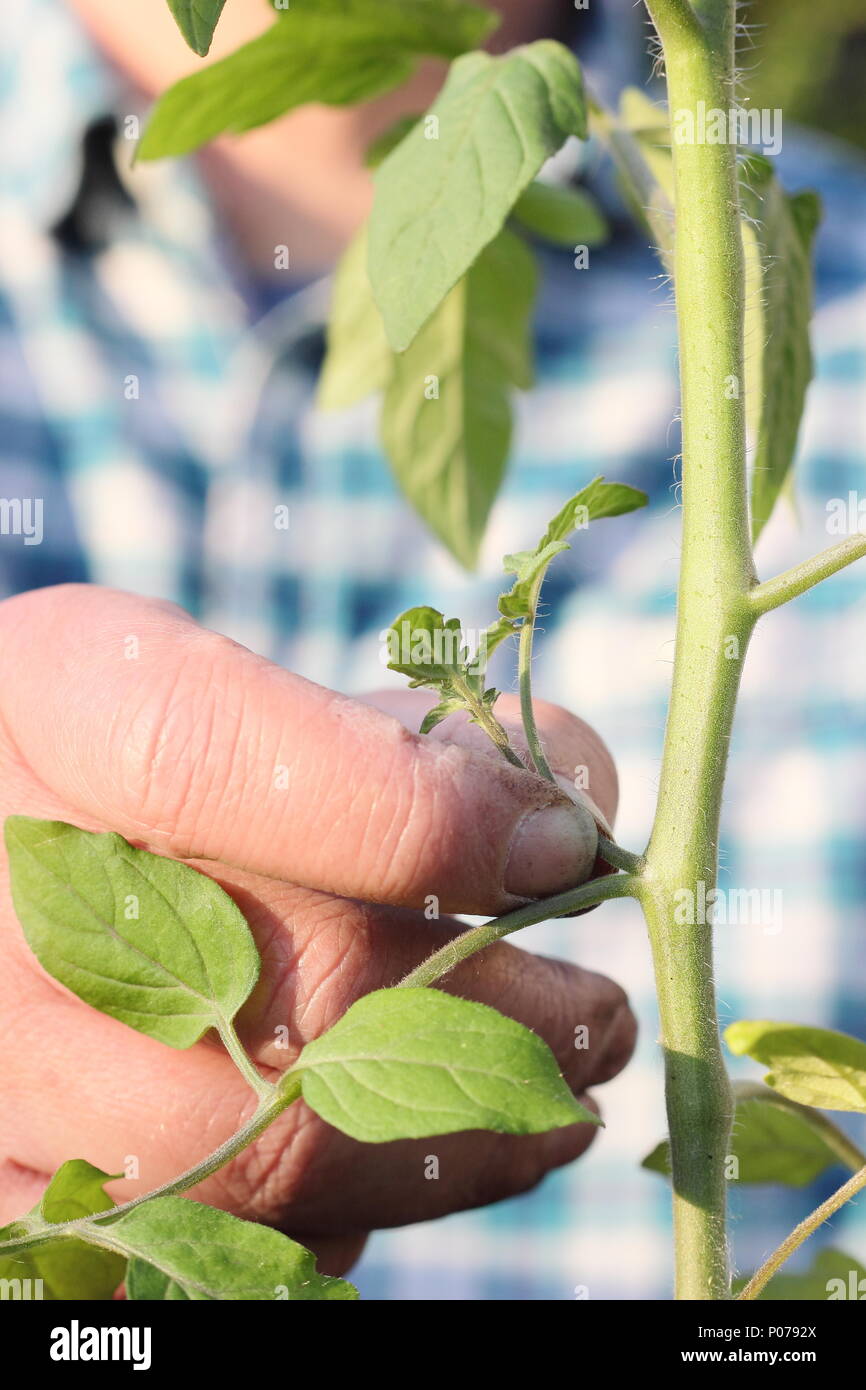 Solanum lycopersicum. Pinzando los brotes laterales de la planta de tomate 'Alicante' a principios de verano, REINO UNIDO Foto de stock