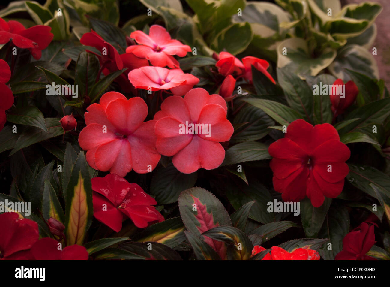 El rosa y el rojo impatiens flores con pétalos en forma de corazón Foto de stock