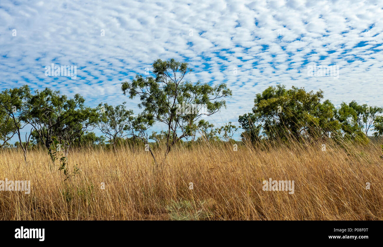 Goma de mascar árboles de eucalipto en las sabanas de Kimberley WA  Australia Fotografía de stock - Alamy