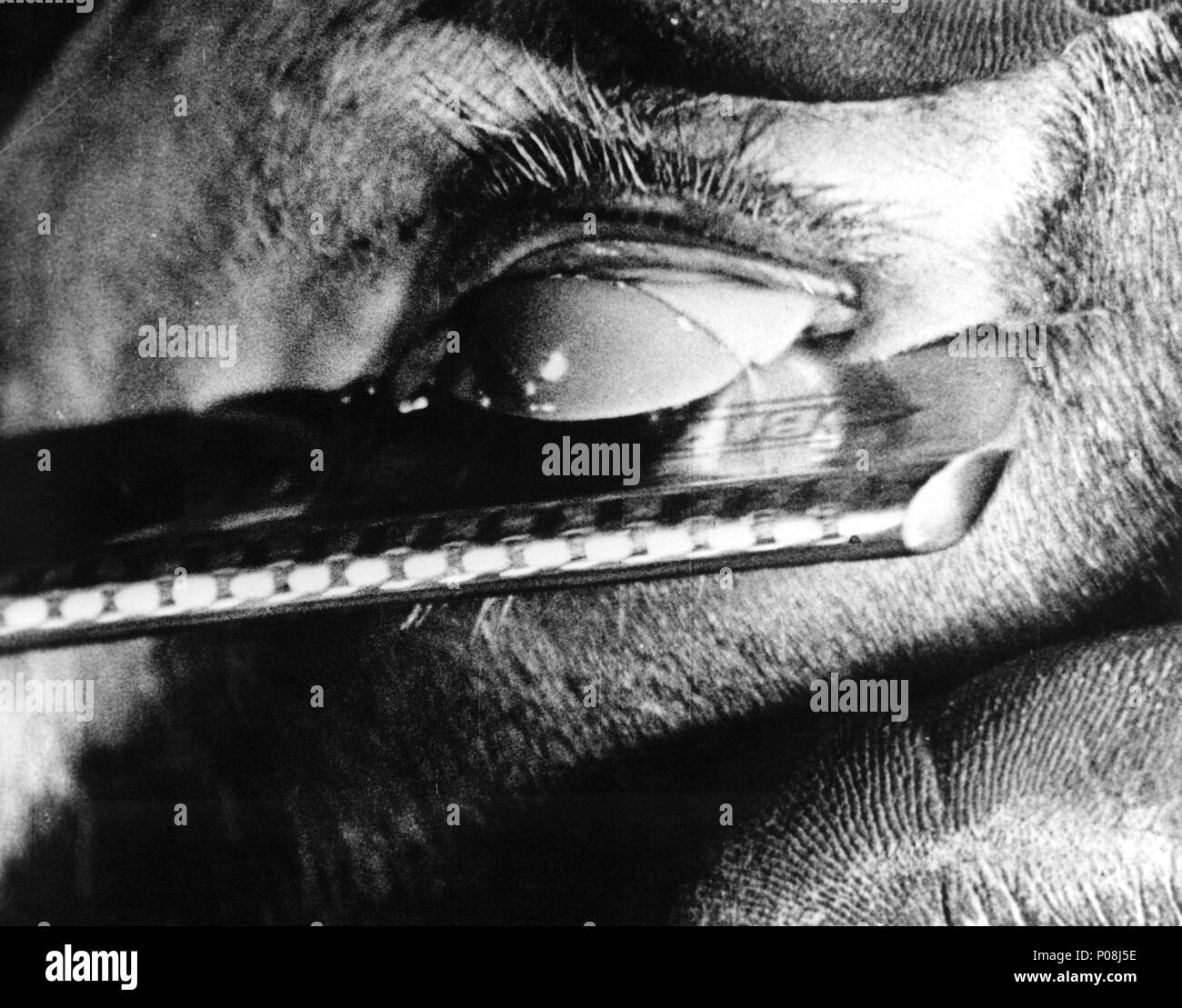 El título de la película original: Un chien andalou. Título en inglés:  andaluz, un perro. El director de cine: Luis Buñuel. Año: 1929. Crédito:  Buñuel-DALI / Álbum Fotografía de stock - Alamy