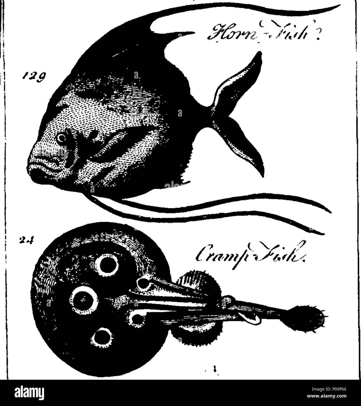 . Inglés Fleuron de libro Un