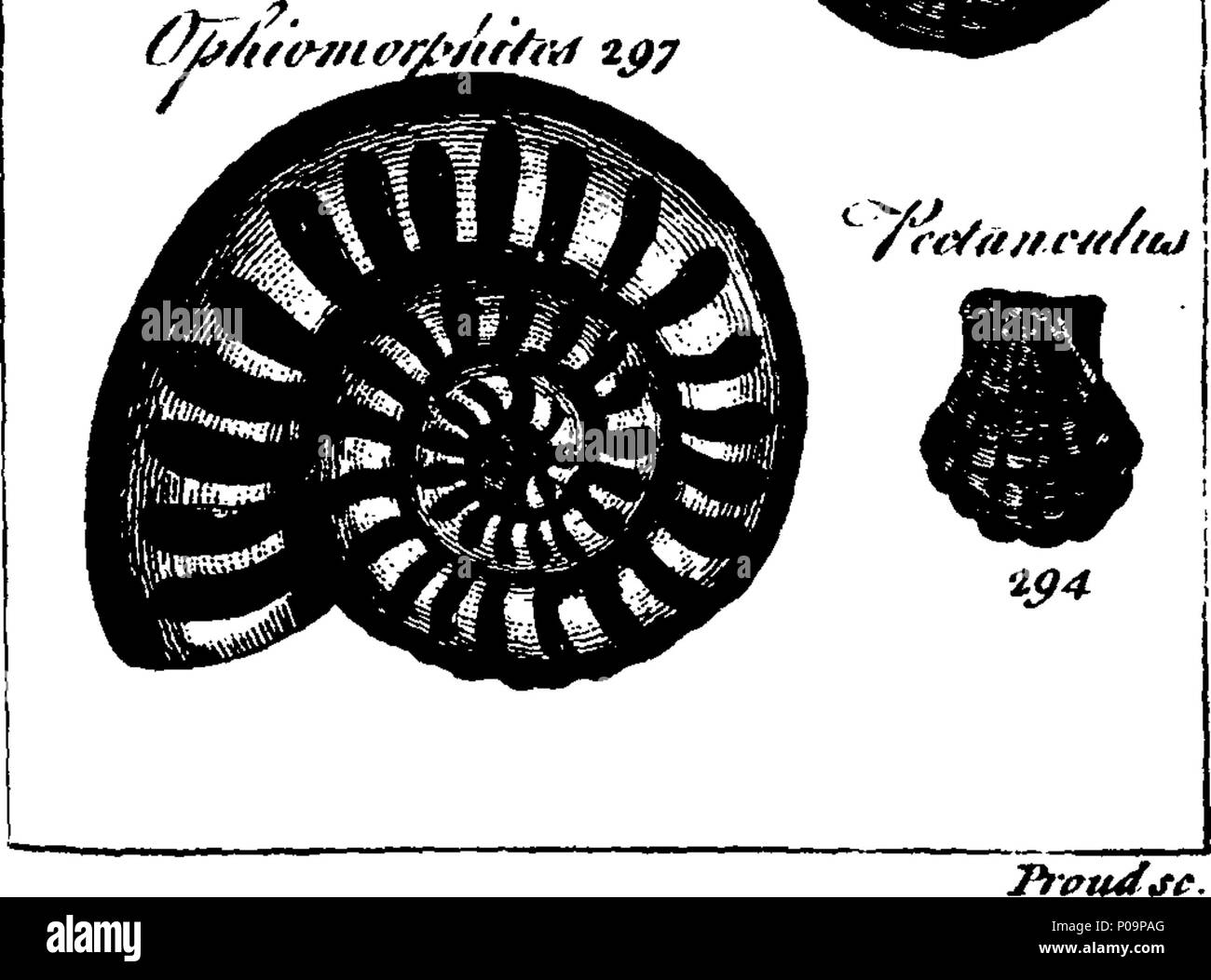 . Inglés Fleuron de libro Un nuevo y preciso sistema de historia natural. En seis volúmenes. I