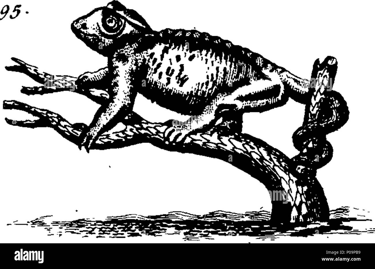 . Inglés Fleuron de libro Un nuevo y preciso sistema de historia natural. En seis volúmenes. I