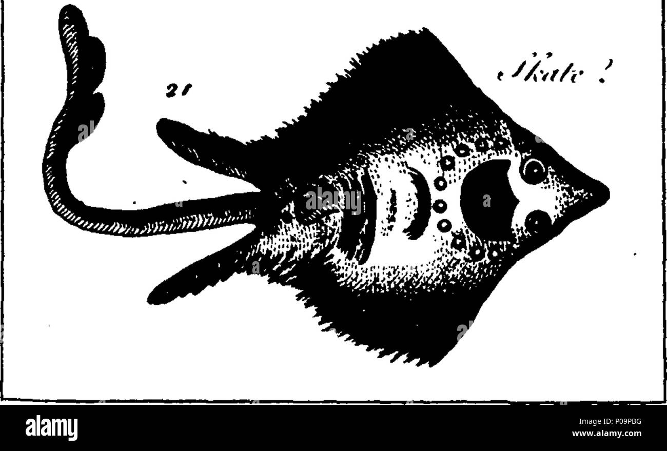 . Inglés Fleuron de libro Un nuevo y preciso sistema de historia natural. En seis volúmenes. I