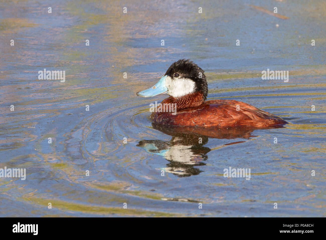 Pato de cola rígida fotografías e imágenes de alta resolución - Alamy